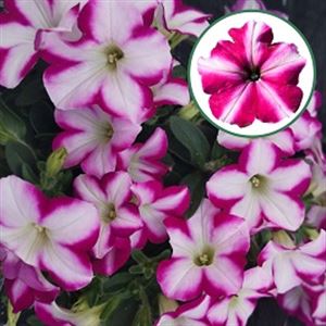 Afbeelding van Petunia P12 Magenta Star